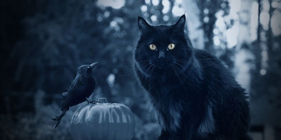 La mala suerte y los gatos negros el 31 de octubre