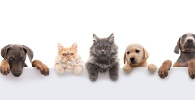 Nuestras mascotas necesitan de nuestra compañia llevala donde vayas
