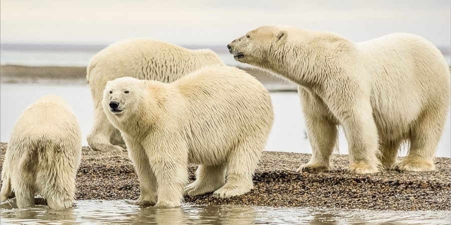 Osos polares en Canadá, destino turistico