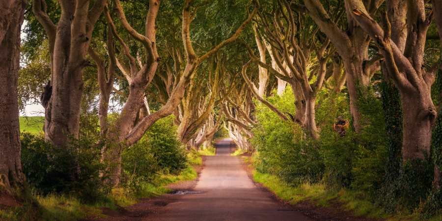 bosque hedges ruta juego de tronos irlanda